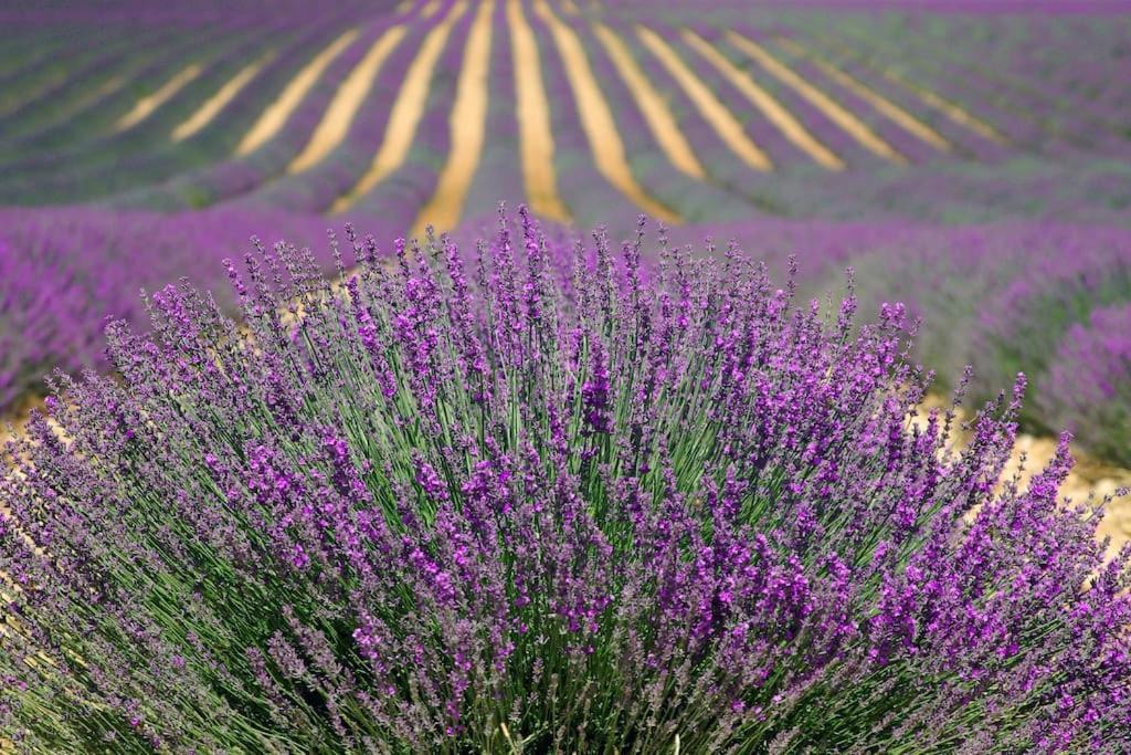 Impression Du Sud Gite 1 Saint-Rémy-de-Provence Buitenkant foto